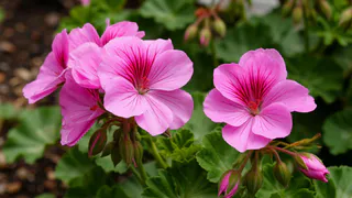 Для цветения герани — в июне обязательно: 2 ампулы под корешок — и пеларгония будет роскошнее шапки Мономаха