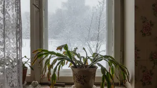 Один пшик — и декабрист усыпан бутонами: даже престарелый куст разрастется буйным цветом