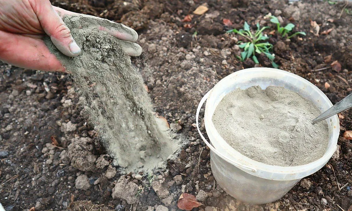 Зола, но не простая: какие растения её обожают, а какие погибают от такой подкормки