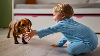 Породы собак, которые не подходят семьям с детьми: полный проводник для родителей