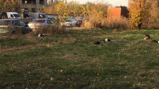 Около 10 штук: стая собак напала на ребенка