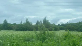 6 августа Коми ждёт прохладный день с осадками