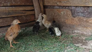 Курятники под строгим запретом: приняли новое решение для всех россиян, которые держат кур