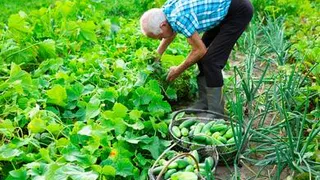 Приметы и запреты на 24 июля: работать, работать и работать…