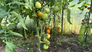 Подвязываю нижние листья томатов зигзагом к стеблю: почти все кусты как минимум удвоили число завязей