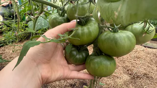 Никогда не обрывайте томаты, пораженные фитофторой: вот почему - как убрать фитофтору за 1 день