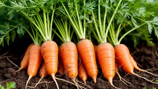 Перед посадкой моркови – просто необходимо: смешиваем 2 ложки с водой – и на семена, взойдут густым ковром 