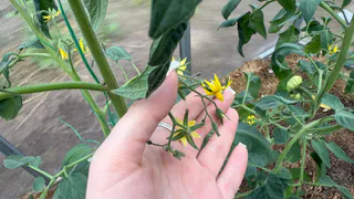 Увидела завязи — значит пора: «прошлась» по листьям — от надоевшего хлороза ни следа, пустоцветов 0