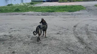 В Коми суд взыскал с владельца собаки 50 тысяч за нападение на ребёнка