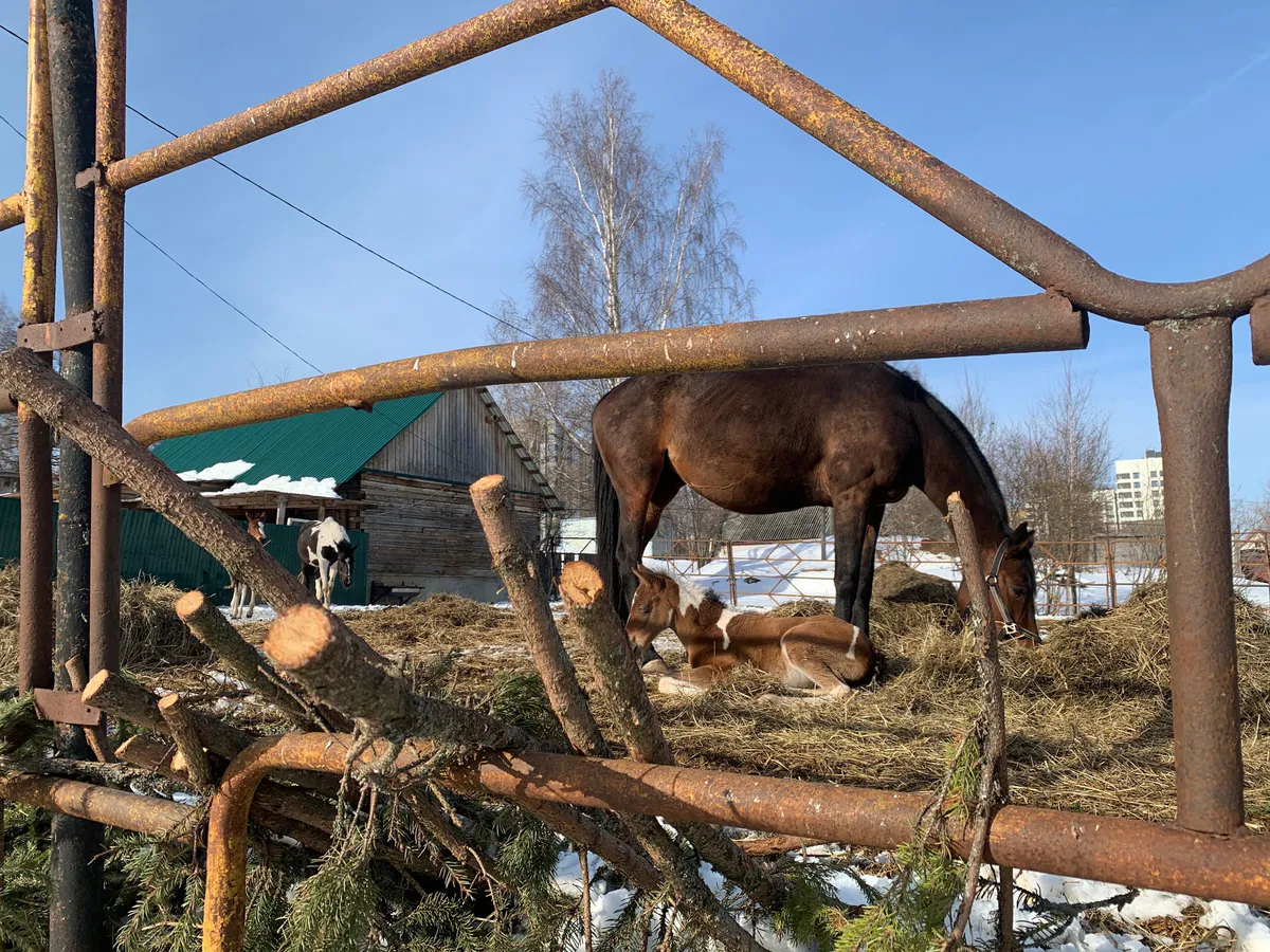 Внезапное появление стада лошадей в центре города Магнитогорска