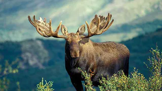 По Рязани целый день гуляет лось