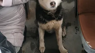 Хаски ежедневно ездил из Турлатово в Рязань на автобусе, чтобы найти своих хозяев