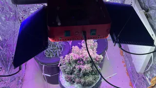 В Челябинской области задержали мужчину с "наркоплантацией" в квартире