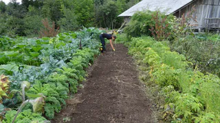 Теперь лью на лук и чеснок «спасительную» смесь — пожелтевшие перья зеленеют за 2 дня — средство ставит на ноги даже самые  чахлые растения