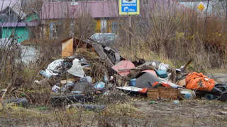 Борьба со свалками привела к возвращению 115 гектаров леса в области за 2024 год