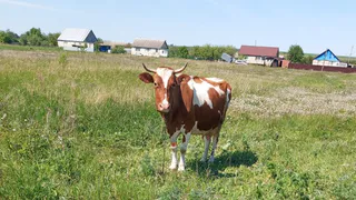 Увеличение гибели скота выявили в Скопинском районе
