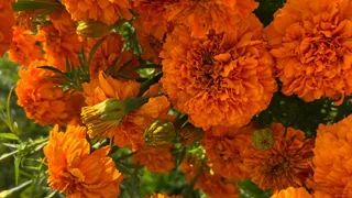 Вредители обходят мою капусту стороной: сажаю рядом этот скромный цветок с резким запахом