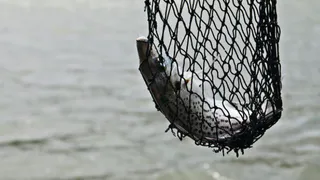 Рыбалка на Оке обошлась муромлянам в миллион рублей штрафа