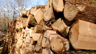 Владимирский Россельхознадзор выявил 64 случая нелегального вывоза древесины с начала года