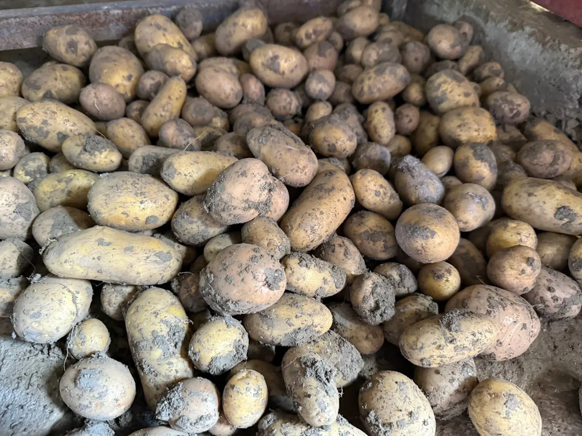 Даст ведро с куста: Как вырастить щедрый урожай картофеля — достаточно знать эти правила

