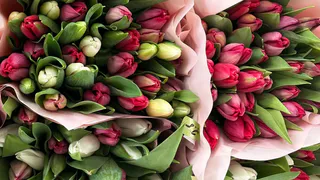 В Рязанском районе фермер Елена Коткова собрала первый урожай тюльпанов