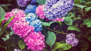 Почему огородники массово убирают с участков гортензию: заменили на более эффектные и неприхотливые многолетники - без мороки с уходом