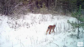 В Шацком районе лесорубы наткнулись на рысь