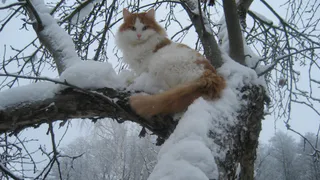 Хвостатая дюжина: подборка участников конкурса "Мартовский кот"