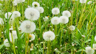 Июнь в Коми удивит температурными контрастами и дождливыми периодами