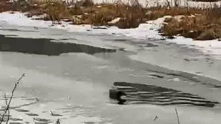 В Киржачском районе засняли «водные процедуры» речной выдры