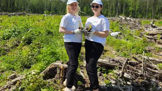 В Александровском районе сотрудники «Энергосбыт Волга» высадили 18 тысяч елей