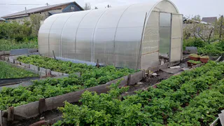 Придётся возить плоды тачками: лучшие удобрения для томатов и огурцов в середине лета – советы опытных агрономов