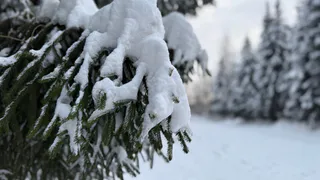 В Пензенской области волонтёры «Лиза Алерт» нашли 19 пропавших за февраль