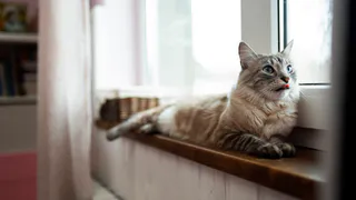 Не линяют, не пахнут и не доставляют хлопот: лучшие породы кошек для комфорта