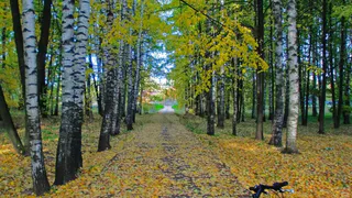 Каникулы без аварий: госавтоинспекция напоминает родителям о важности соблюдения ПДД школьниками