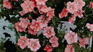 Немезия: Красивый и Неприхотливый Цветок для Вашего Сада