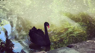 В Пензенском зоопарке будут жить сервал и черные лебеди