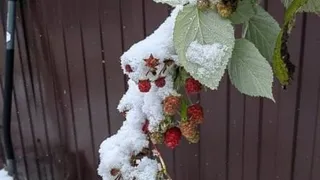 Осень этого года продолжает удивлять: нижегородцы показали свой урожай в ноябре