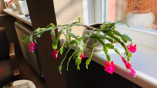 Не выбрасывайте луковую шелуху: Декабрист (зигокактус) будет активно цвести, если осенью подкормить его этим удобрением