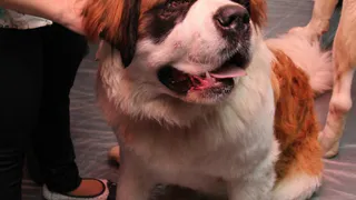 Дай лапку: Гера, Сэм и Муся уже давно ждут своих любящих хозяев