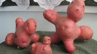 Брянщину назвали главным картофельным донором России