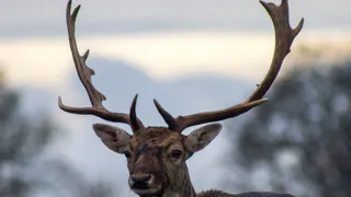 В Пензенской области выросла численность лосей и оленей по итогам зимнего учета