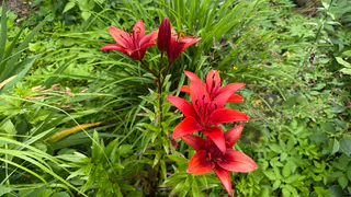 Цветет дважды в сезон: многолетник, которому будут завидовать все соседи - соцветия как яркие салюты