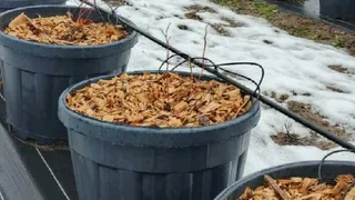 Киржачский район обеспечит круглогодичное выращивание свежих ягод в области