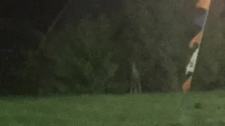 Лось на Северной окружной: рязанец сфотографировал животное, гуляющее возле дороги