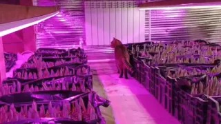 В Суздальском районе к 8 марта зацветут 12 тысяч тюльпанов