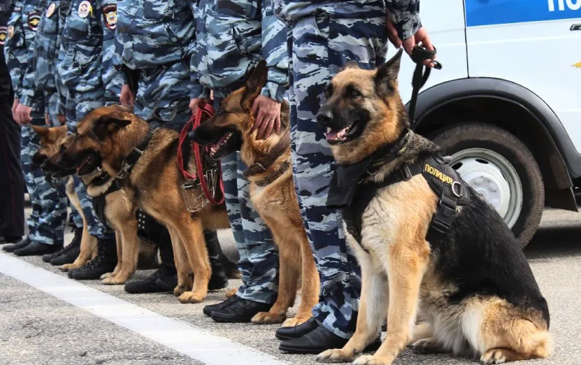 Полиция Магнитогорска пресекает нелегальную трудовую деятельность мигрантов