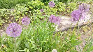 С 1 по 10 мая чесноку — обязательно: 40 гр. в воду — и головки размером с дыню