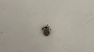 Клещи гибнут молниеносно: копеечное средство защищает эффективнее всех магазинных аэрозолей