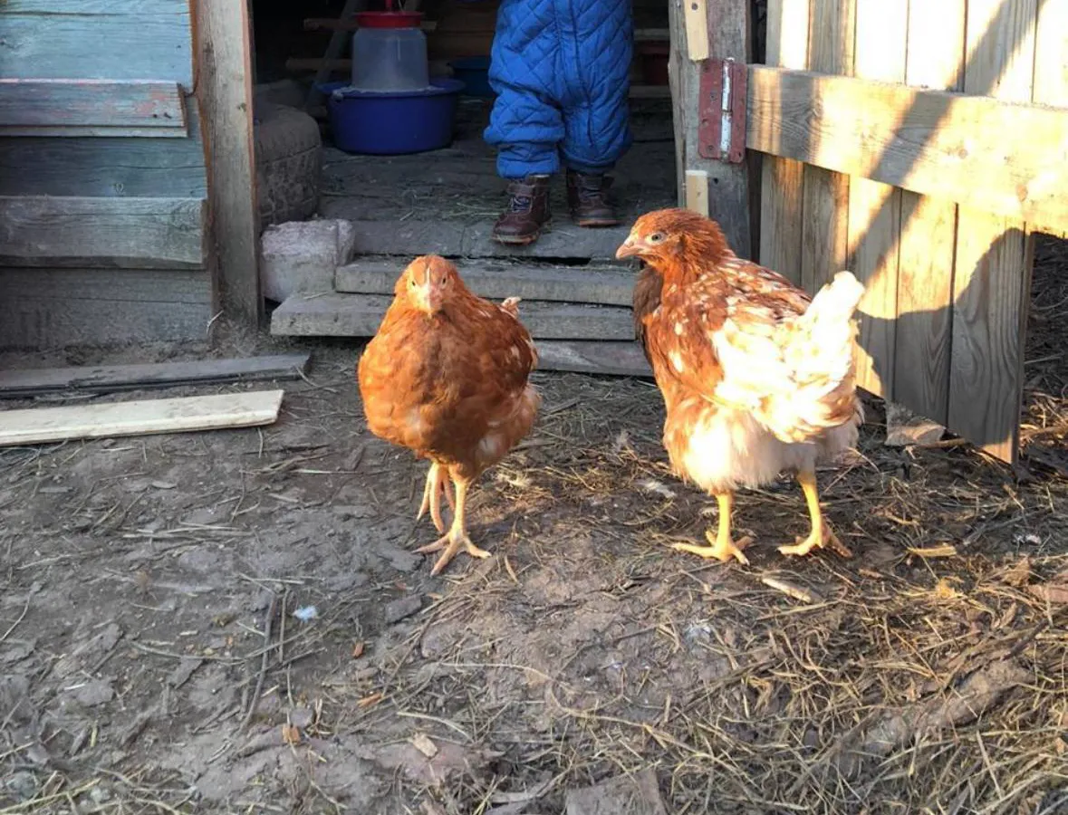 Курам даю 1 продукт зимой: Несутся как бешенные - яйца собирать не успеваю
